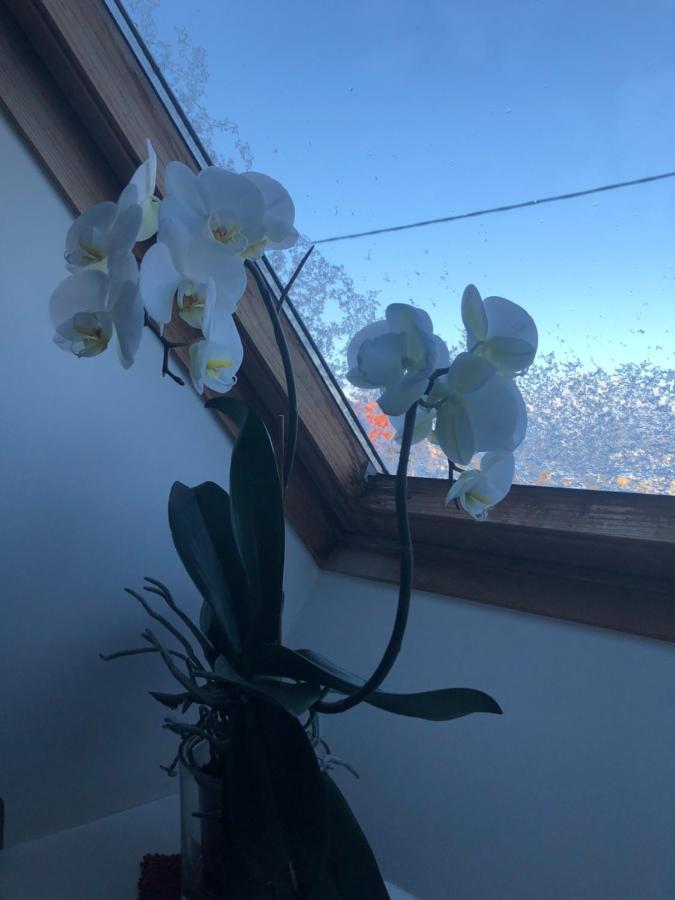 Manni Homestay Курессааре Екстер'єр фото